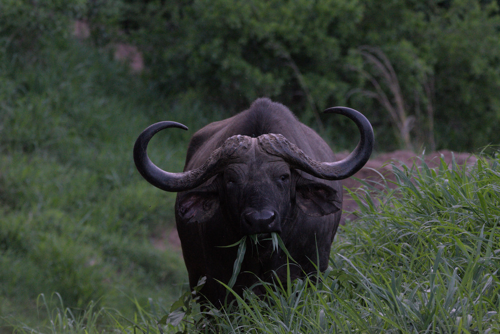 Leopard Mountain - Buffalo