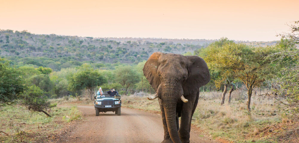 Leopard Mountain Safari South Africa - Elephant