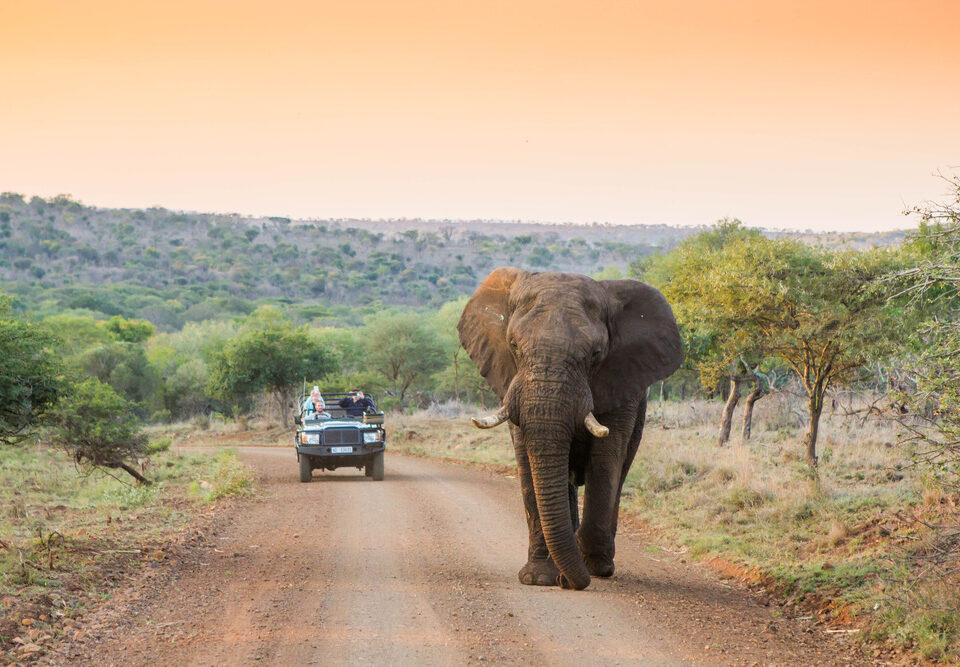 Leopard Mountain Safari South Africa - Elephant