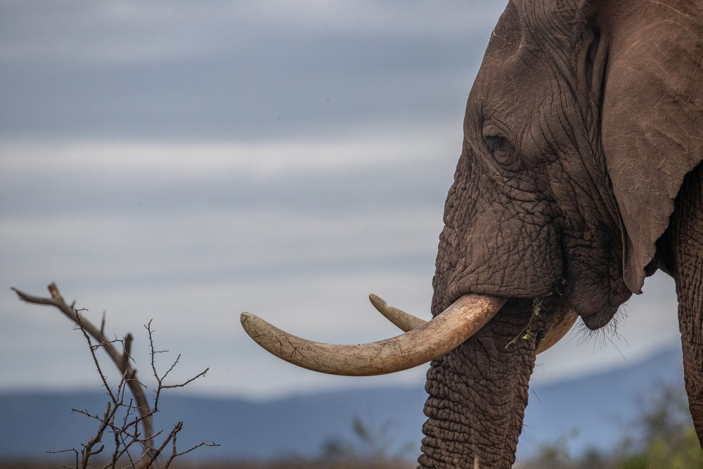 Leopard Mountain Safari South Africa - Elephant