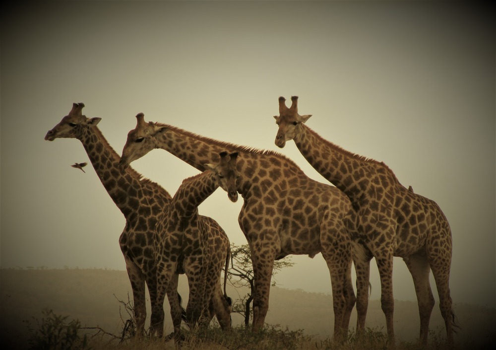 Leopard Mountain Safari - Giraffe