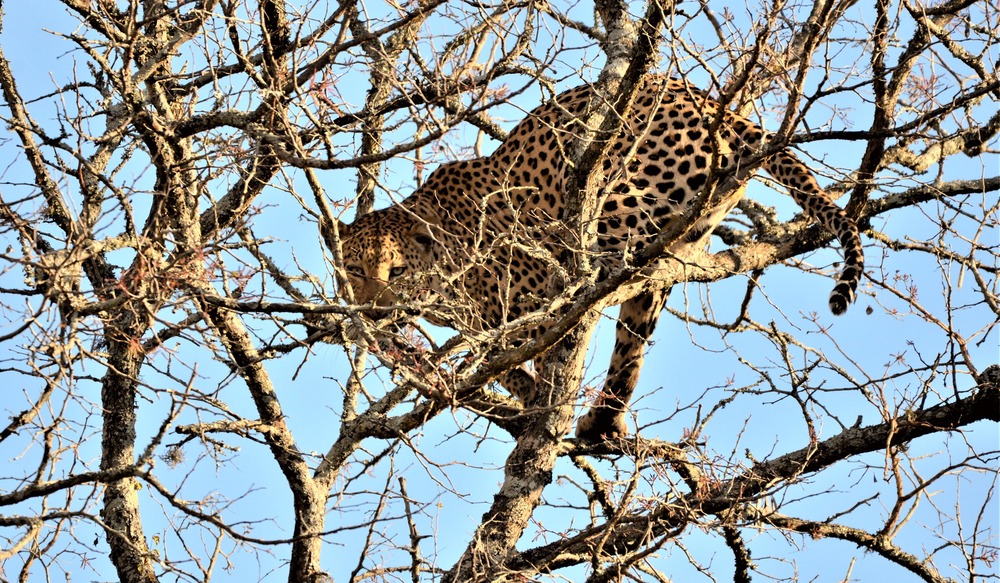 Leopard Mountain Safari - Leopard