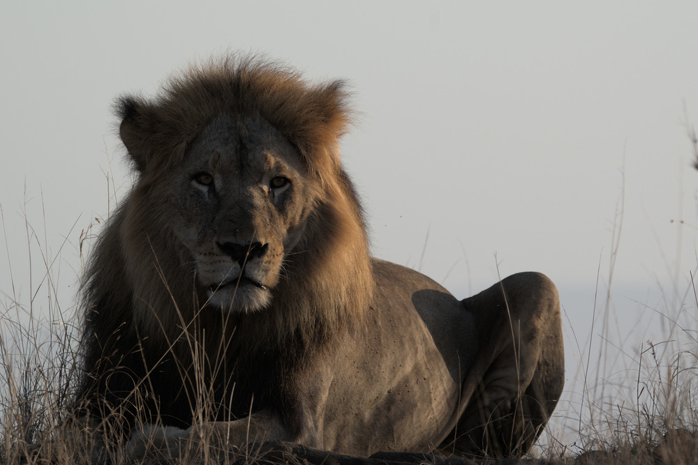 Leopard Mountain Safari South Africa - Lion