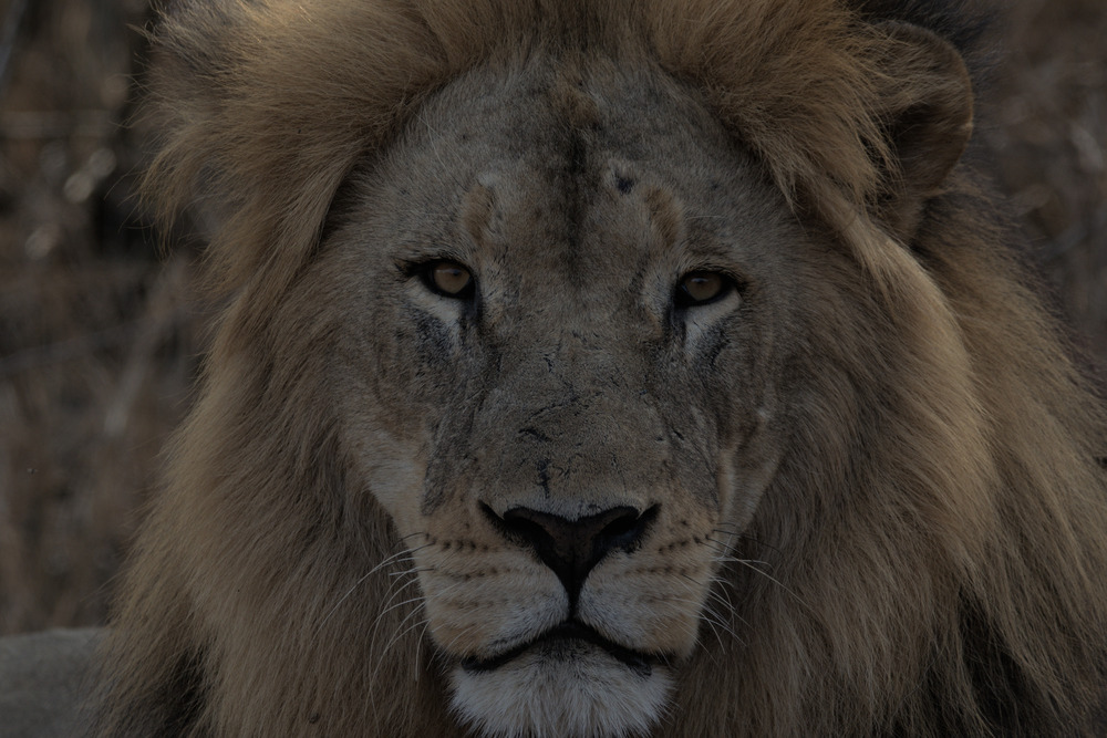 Leopard Mountain Safari South Africa - Lion