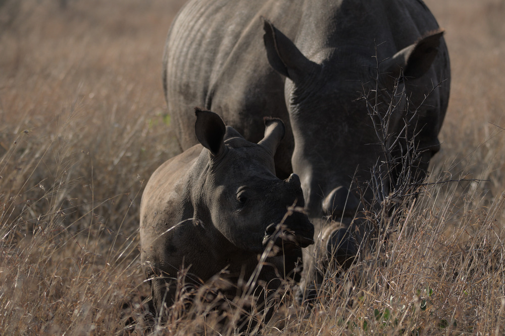 Leopard Mountain Safari - Rhino