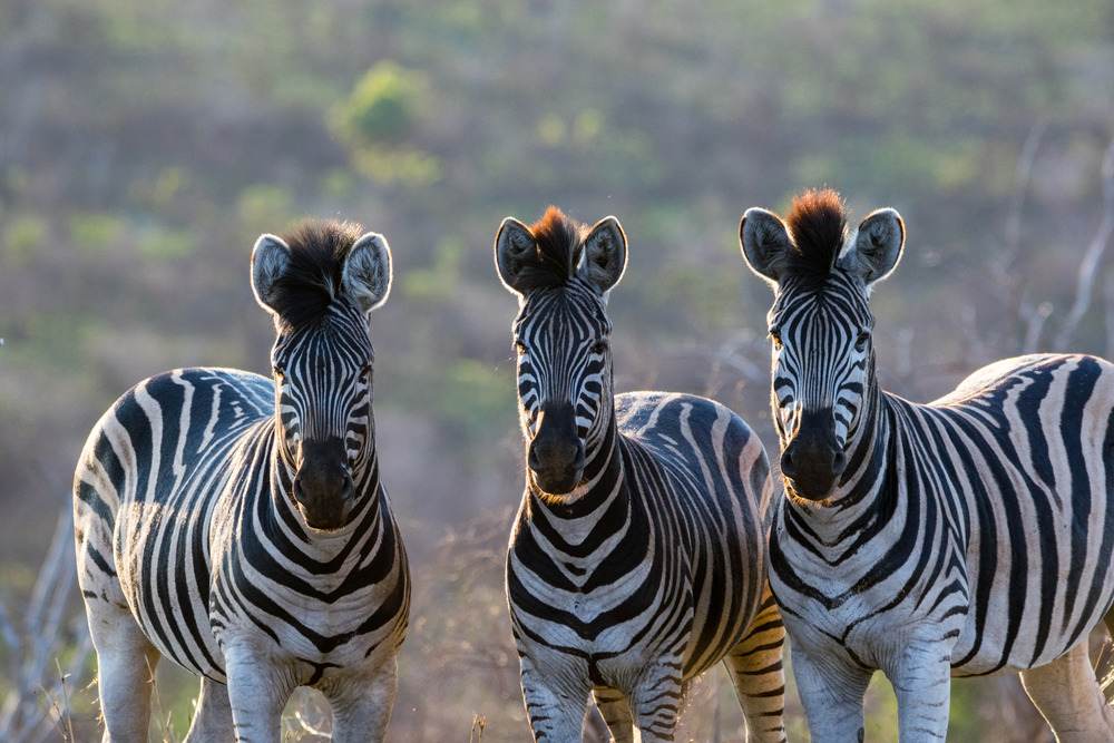 Leopard Mountain Safari - Zebra