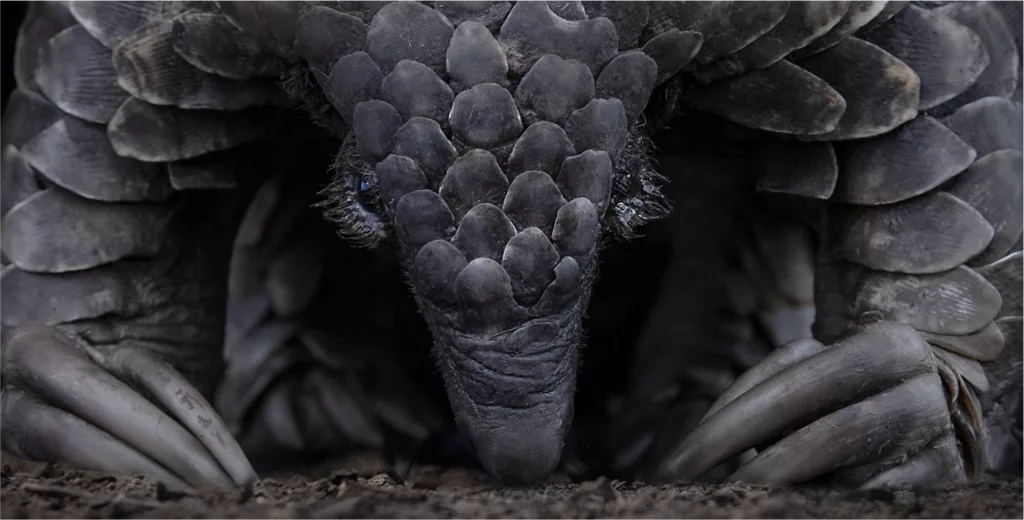 Close-up of pangolin scales, seen on a pangolin conservation experience in Manyoni