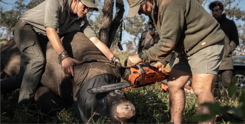Veterinary team trimming a sedated rhino horn during rhino conservation work in Manyoni