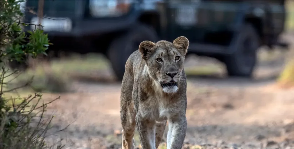 Lioness in Manyoni, part of the wildlife students learn about on the safari student program
