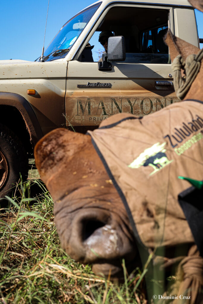 Sedated rhino during a rhino horn trimming operation in Manyoni