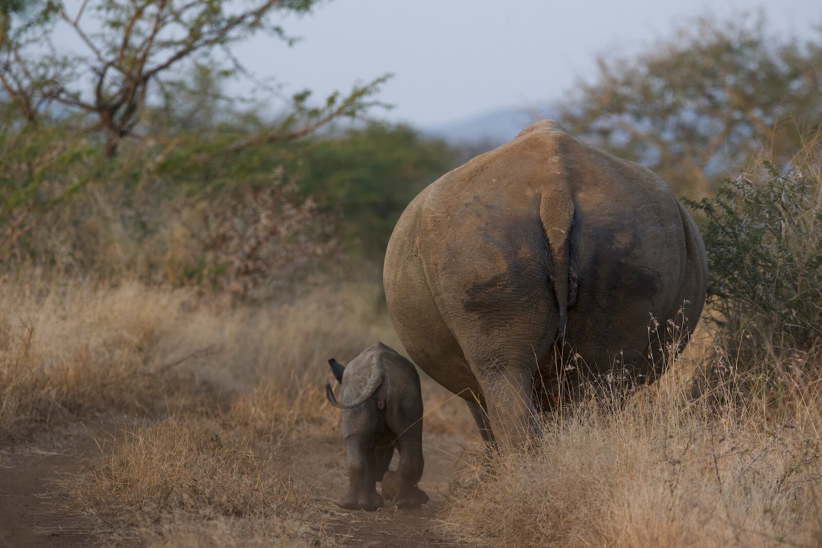 A mother rhino and her calf walking together during a family conservation safari at Leopard Mountain.