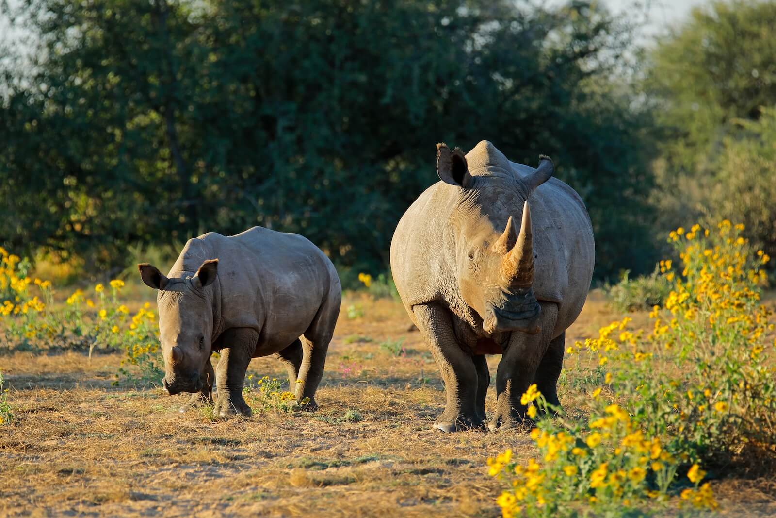 Mother and baby rhino in the wild, representing the active rhino conservation safari experiences available at Leopard Mountain Safari Lodge.