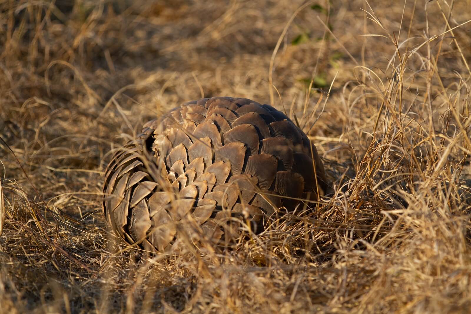 A ground pangolin curled into a protective ball in the dry grass of Manyoni Private Game Reserve, South Africa.