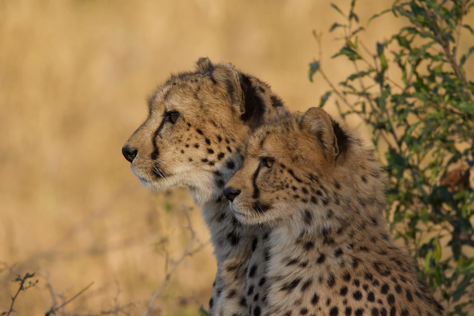 A close-up of two cheetahs in the wild, highlighting the rare predator tracking experiences available at Leopard Mountain Safari Lodge.