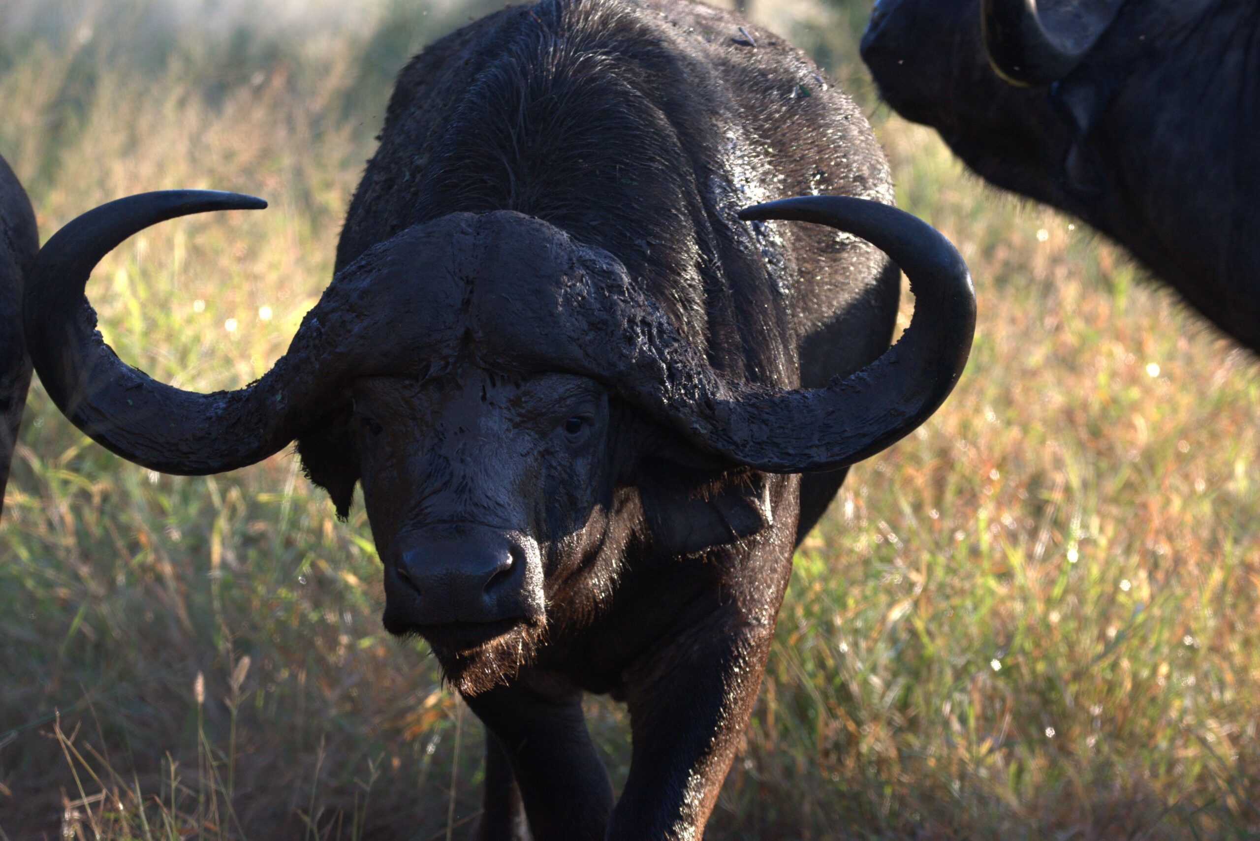 Decoding the Wild Understanding Animal Behavior on a Luxury Safari