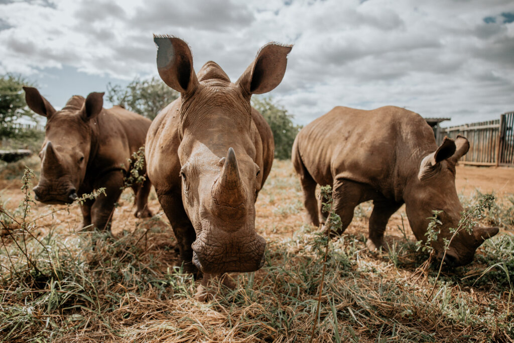 Young rhino calves cared for at the Zululand Rhino Orphanage