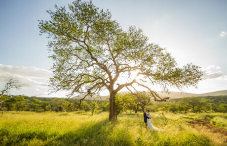 Bride and groom embracing under a tree in the Zululand bush at sunset