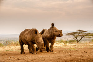 Two rhinos walking together in the Manyoni Private Game Reserve at dusk