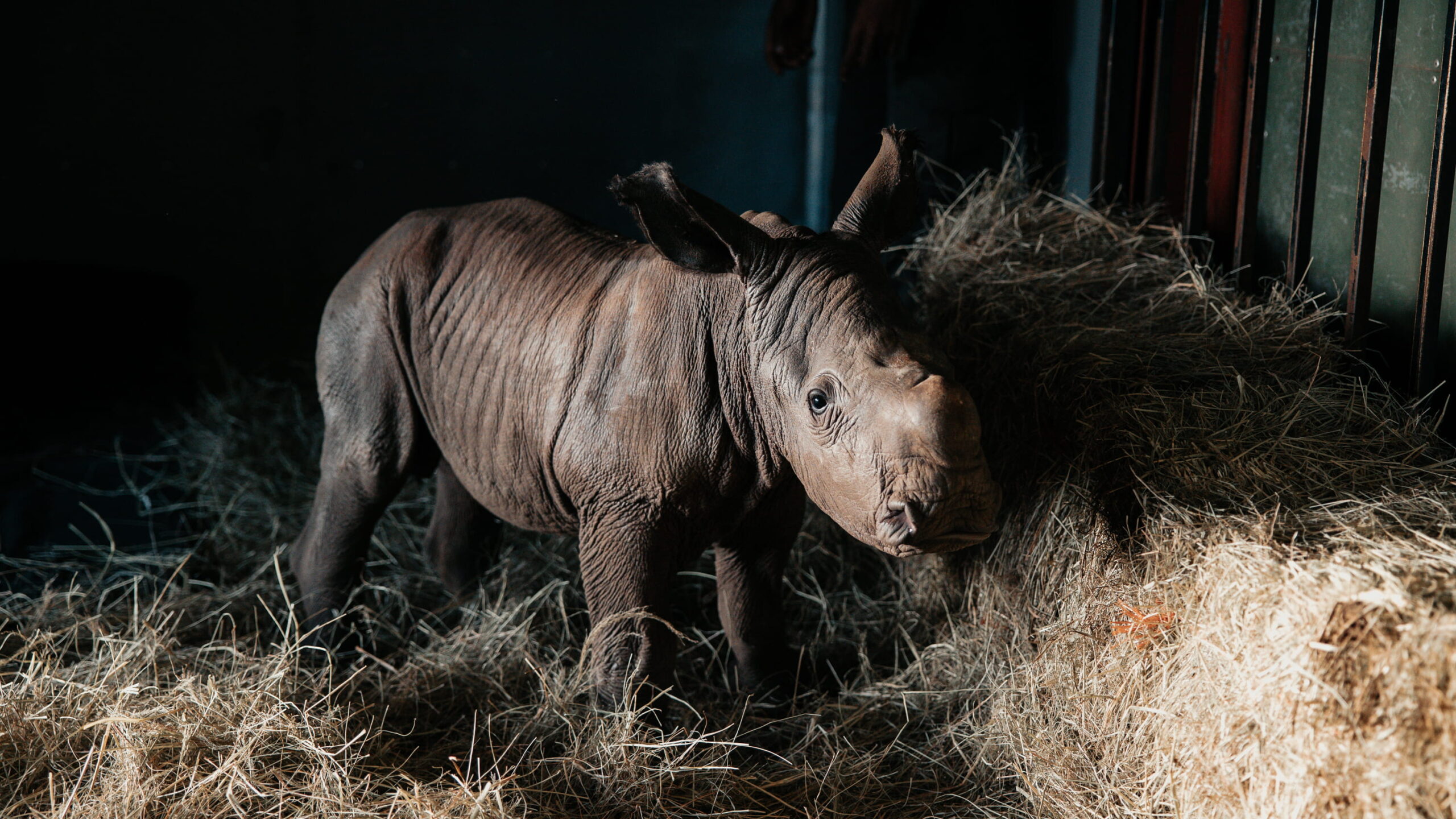 Visit the Zululand Rhino Orphanage