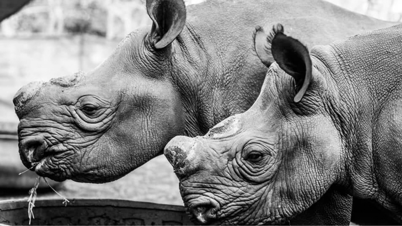 7 Unique Safari Experiences in South Africa Beyond the Safari