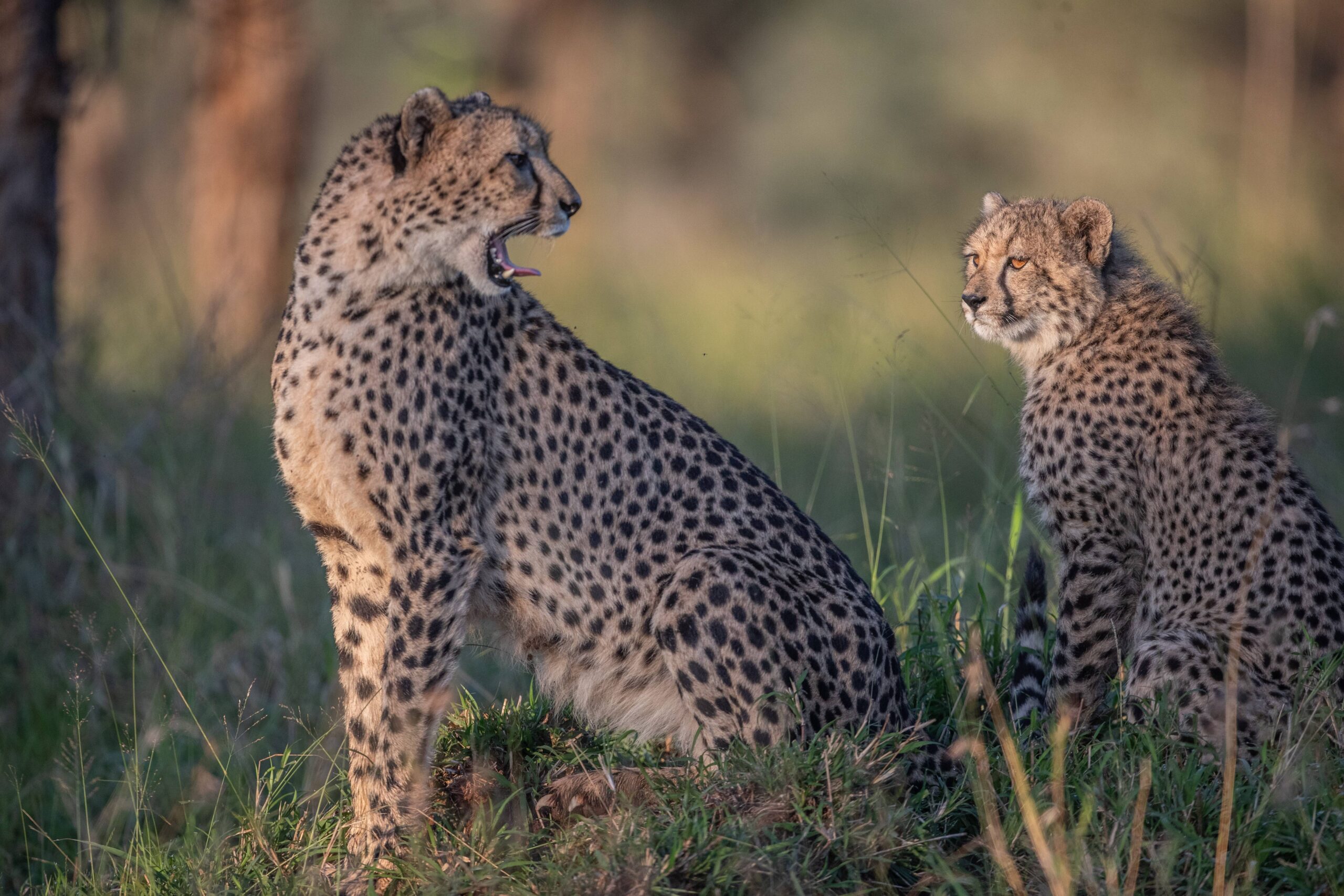 Cheetah and cub in the grass, part of the Manyoni wildlife in Zululand