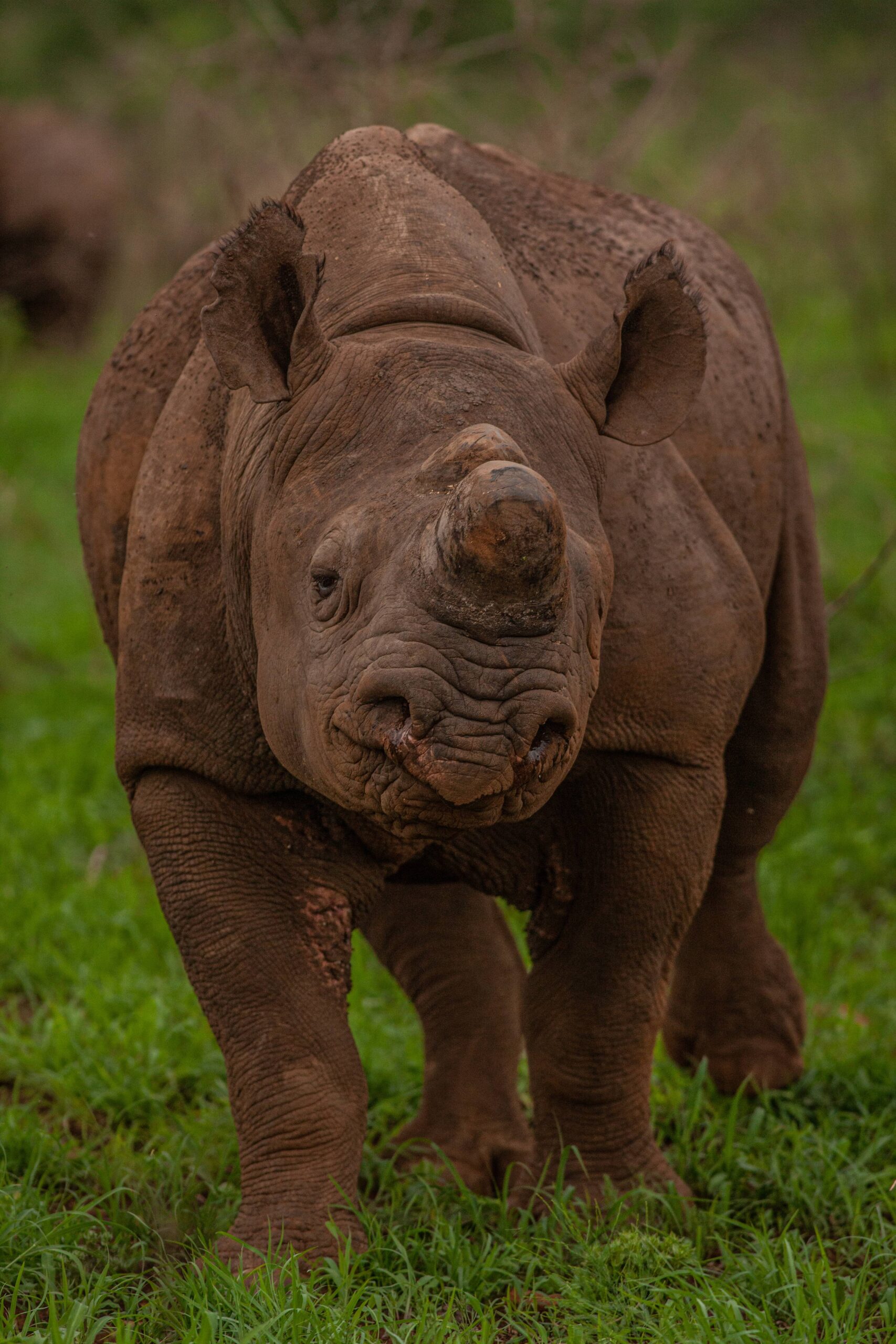 Young black rhino showing its hooked lip, part of the Manyoni wildlife