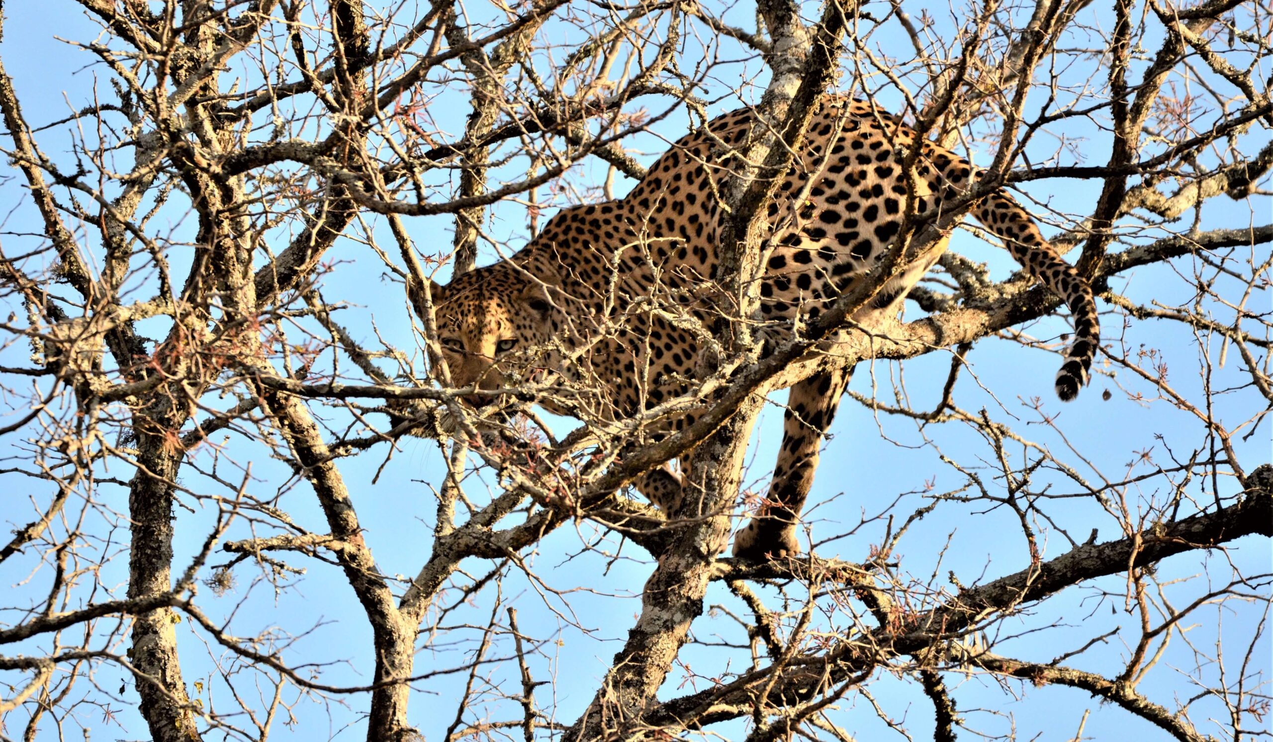 Leopard in a tree, part of the Manyoni wildlife seen on safari from Leopard Mountain